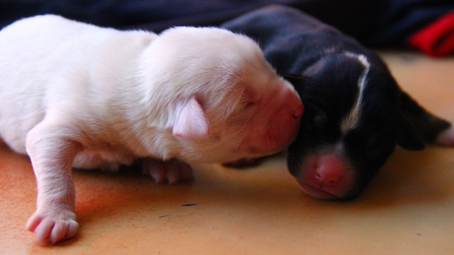"Sarı"nın yavruları ölmesin diye seferber oldular